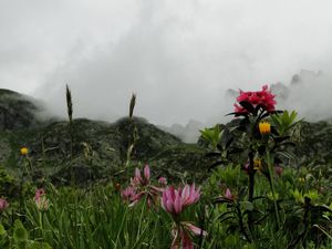4 fleurs des Alpes