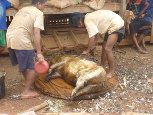 Boloven Tribu Alak cochon grille1