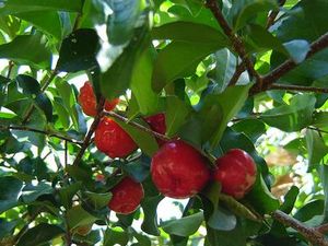 acerola