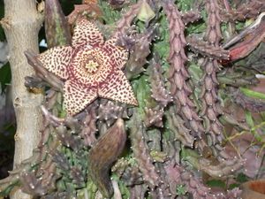 aloes38.jpg