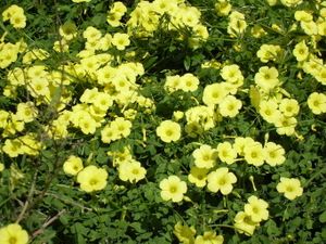 flor02