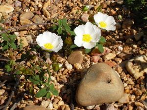 flor11