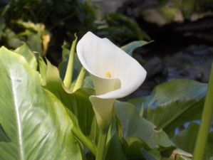 Batz 05 jardin