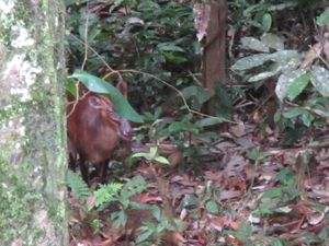 Kuala-Koh 1174