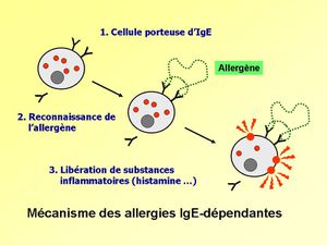 img-allergie1