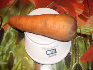carotte grosse