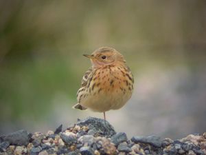 pipit gr usanges