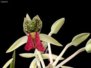 Flore Alaotra-Mangoro Orchidée-Cymbidiella-falcigera