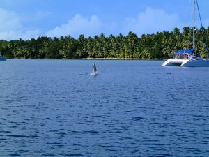 Chagos dans le lagon des salomon, des dauphins a côté des