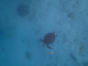 une jolie petite tortue