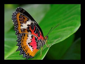 Papillon feuille