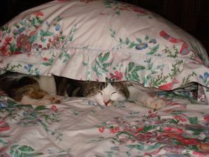 mai_2010-111.jpg