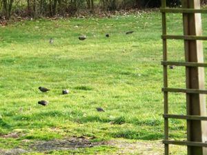 oiseaux