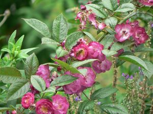 rosier-sibellius.JPG