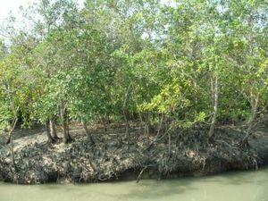 145 mangrove DSCN3394
