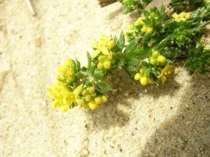 Gaillet des sables (Galium arenarium)