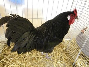 Coq la flèche noire