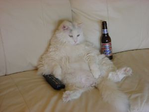 Comment-reconnaitre-un-chat-male.jpg