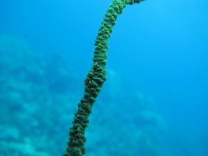 crevette symbiotique, corail tige IMG_4240.JPG