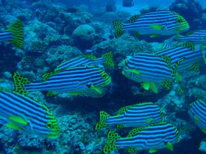 rencontres au pays de l or vert maldives