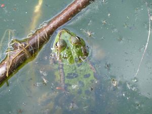 grenouille.jpg