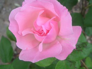 rose-rose.JPG