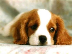 chien.jpg
