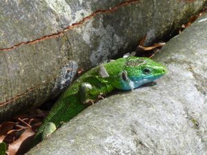 Lézard, Plitvice, Croatie