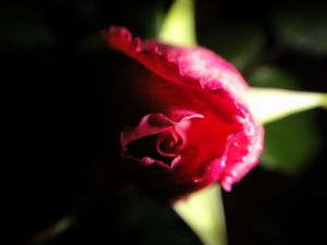 rose rose bouton
