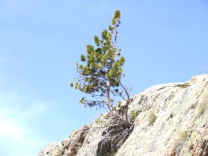 arbre