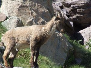 chamois