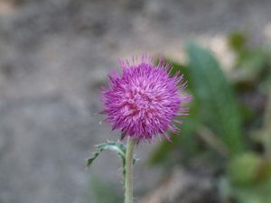 fleur2