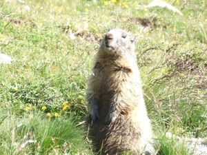 marmotte