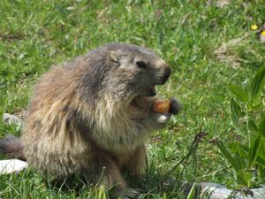 marmotte1