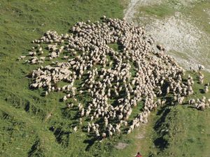 mouton