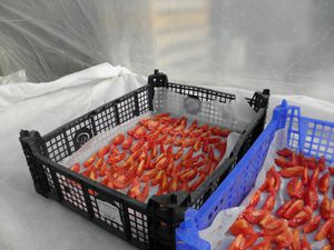 tomates a secher