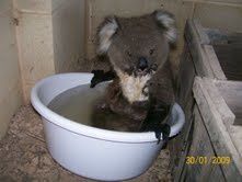 koala-assoiffes-5.jpg