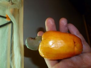 Cashew fruit