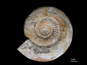 Bajocisphinctes aff mouterdei