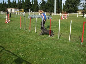 Agility, Jeu et Obéissance - Le blog de chroniques-de-la Agility, Jeu et Obéissance - Le blog de chroniques-de-la