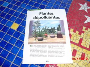 PLANTES-DEPOLLUANTES-.JPG