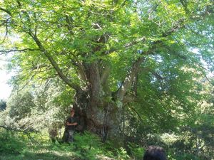 Castanicccia-020.jpg