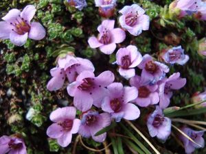 Saxifrage-a-feuilles-opposees.JPG