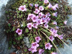 Saxifrages-a-feuilles-opposees2.JPG