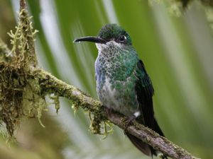 Green-crowned Brillant femelle