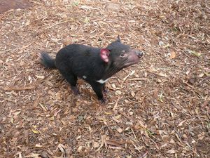 Bonorong Wildlife Park-Tasman devil (16)