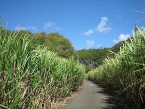 canna sucre [800x600]