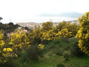 caldana (2)