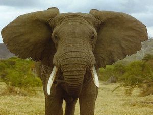 Elephant3.jpg