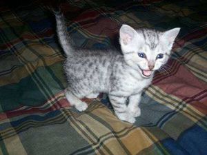 kittens-for-adoption-P1898.jpg